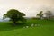 Green fields in the English countryside with grazing sheep. England