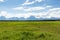 green fields with flowers in front of Grand Teton National Park, Wyoming, USA