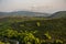 Green fields and forest in Zakynthos, Greece. Sunset pine trees, olive groves and sea view on a greek island.Mediterranean sunset