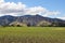 Green fields and hills of Wairau Valley