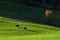 Green fields and meadows with cows and autumn tree, Austria.