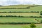 The Green Fields of Moneygall, County Offaly, Ireland