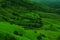 Green fields on a mountain slope