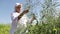 Green fields of nature. Harvest overview. The woman demonstrates the cultivated crop. Agriculture. New varieties. nature