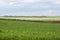 Green fields planted with cereals in spring