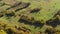 Green fields on the slope in the carpathian mountains. Hay harvest