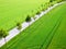 Green fields with trees alley and road