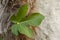 Green fig leaf on the trunk of a palm tree, a symbol of fertility, abundance