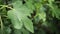 Green fig leaves in summer rain