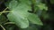 Green fig leaves in summer rain