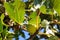 Green fig tree in Castelo de Rodrigo, Portugal