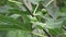 Green Fig tree leaves with unripe fruits