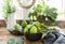 Green figs in grey bawl and wooden table with leaves