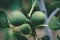 Green Figs Growing on a Fig Tree