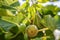 Green figs growing on a tree branch.