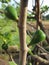 Green figs ripening on a fig tree branch in spring