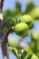 Green figs on tree