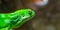 Green Fiji banded iguana face isolated on a blurry background, Endangered tropical lizard from the Fijian Islands