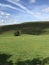 Green filed with blue sky with single tree