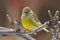 Green finch on a dead tree