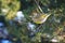 Green finch eating blue fruits