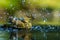 Green finch having bath in forest pond with clear bokeh background and saturated colors, Germany, bird in water,mirror reflection