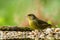 Green finch sitting on lichen shore of pond water in forest with bokeh background and saturated colors, Hungary, songbird in natur