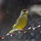 Green finch in snowfall