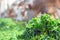 Green finely chopped alfalfa on the stern table