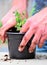 Green fingers. Planting some seedlings in a flower pot. Urban gardening.