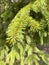 Green fir branch, natural green pine