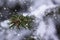Green fir pine branch with small cones covered frost in snowy weather. Snow weather or Christmas background