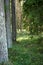 Green fir tree and pine forest of Latvia