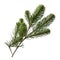 Green fir tree spruce branch. transparent png or isolated