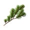 Green fir tree spruce branch. transparent png or isolated