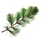 Green fir tree spruce branch. transparent png or isolated