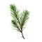 Green fir tree spruce branch. transparent png or isolated