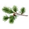 Green fir tree spruce branch. transparent png or isolated