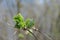 Green first spring black elderberry Sambucus leaves on twig