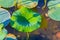 Green flat leaves, lily pads, lotus leaves on lake Carter in Iowa.