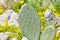 Green flat rounded cactus cladodes close up on a background of stones