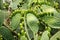 Green flat rounded cladodes of opuntia cactus