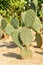 Green flat rounded cladodes of opuntia cactus