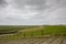 Green flat salt marshes near the North Sea