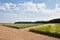 Green flends of different cereal plants