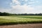 Green flends of different cereal plants