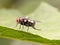 Green flies or also known as latrine flies