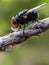 Green flies prey on ants on the rope