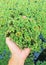 Green floating Azolla Pinnata or Azolla microphylla at organic farm. Azolla Pinnata is useful for feeding and planting