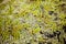 Green floating moss pattern on a swamp surface. Floating fern in a pond background